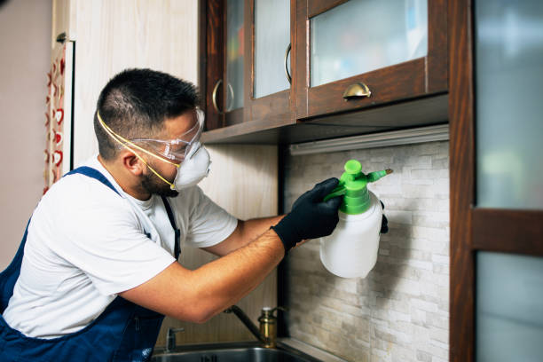 Wasp Removal Services in Holly Hill, FL