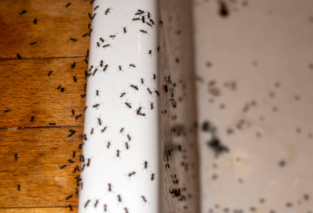 Best Commercial Pest Control Services  in Holly Hill, FL