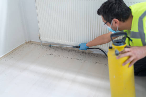 Best Termite Control Services  in Holly Hill, FL