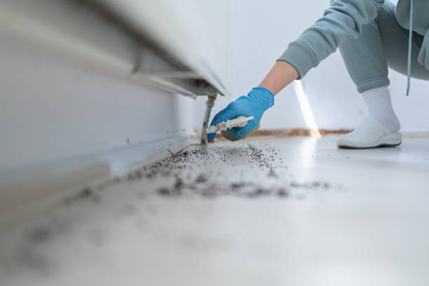 Best Pest Removal Services  in Holly Hill, FL